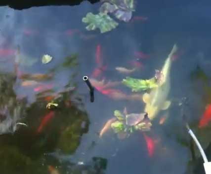 Koi & Goldfish feeding at Sahib’s home