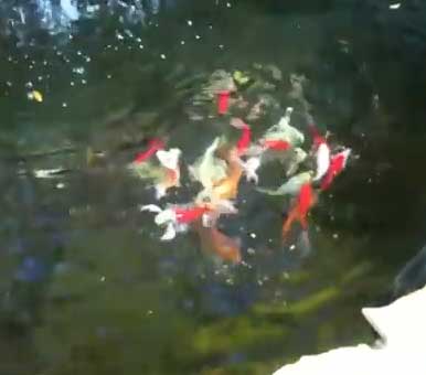 Koi & Goldfish enjoying an evening meal