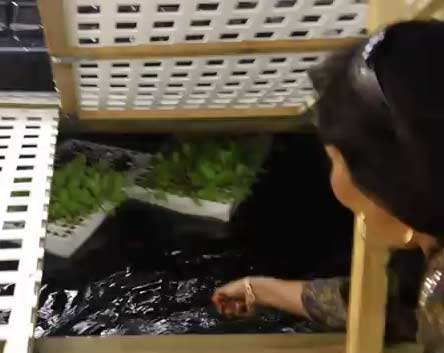 Sahib’s Aquaponic Research Fish Farm