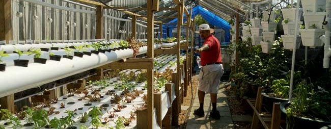 Small Space Aquaponics Feeds the Community