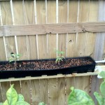 Recirculating Wicking Bed1