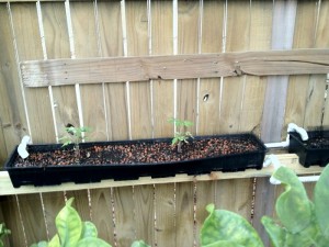 Recirculating Wicking Bed1