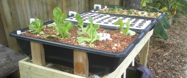 Aquaponics Hybrid Urban Growing Systems introduced by Sahib Aquaponics