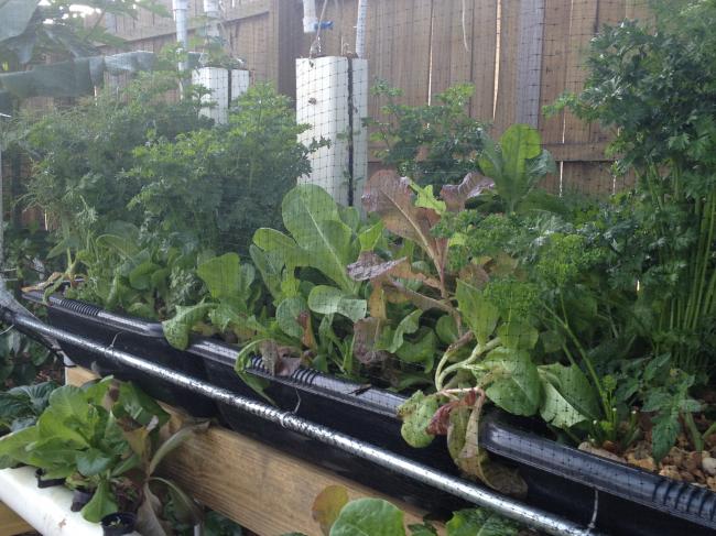 Aquaponics Hybrid Urban Growing Systems introduced by Sahib Aquaponics