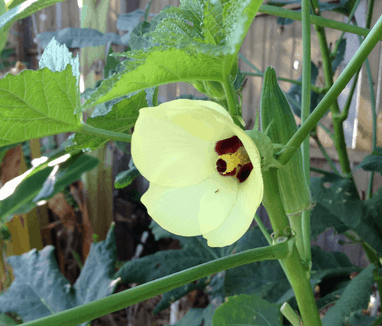 What shall we grow today? Okra