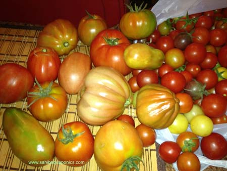 Heirloom Tomatoes