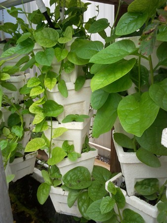 Using Soil in Aquaponics